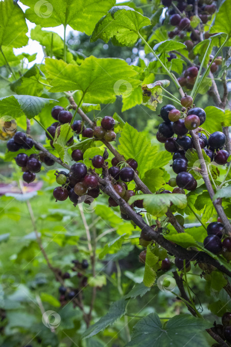 Скачать крыжовник растущий фотосток Ozero