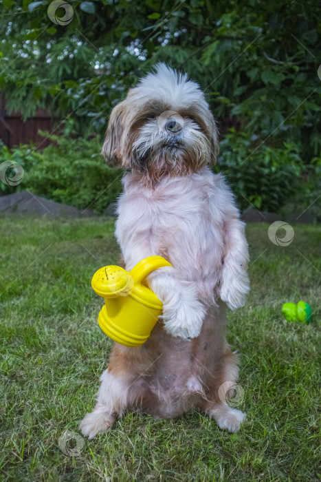 Скачать собака породы ши-тцу фотосток Ozero