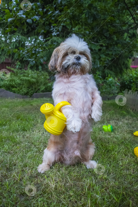 Скачать собака ши-тцу с лейкой фотосток Ozero