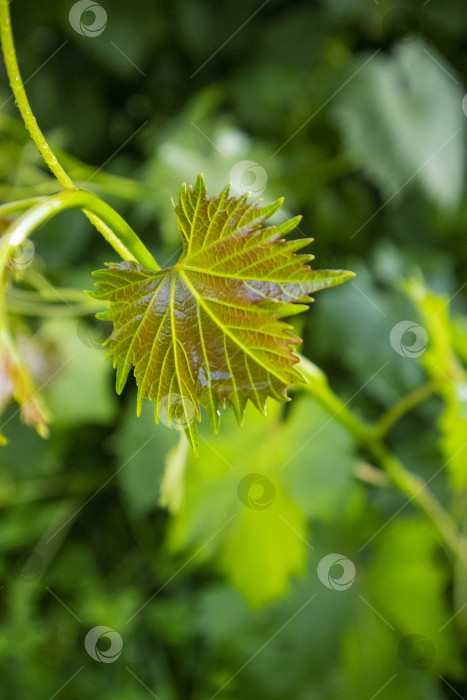 Скачать листья винограда фотосток Ozero