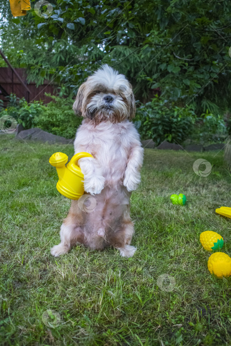 Скачать собака ши-тцу с лейкой фотосток Ozero