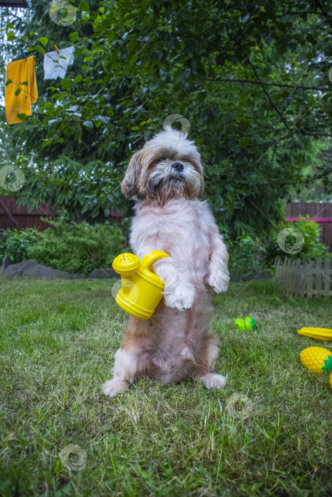 Скачать собака ши-тцу фотосток Ozero