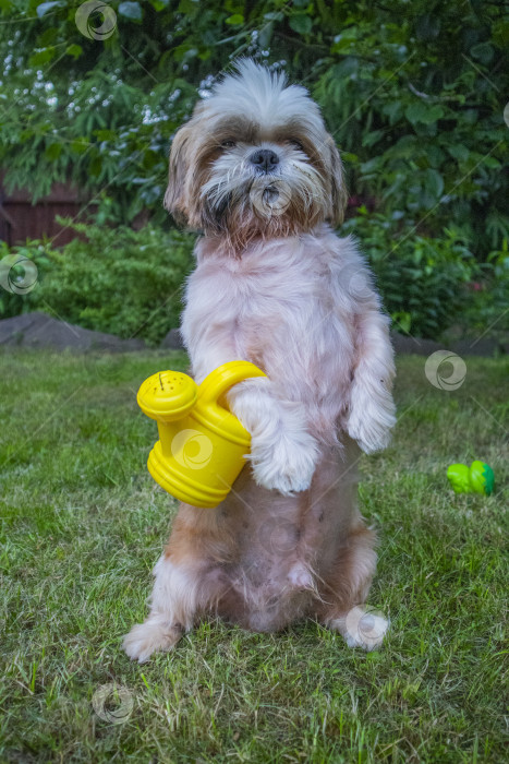 Скачать собака ши-тцу фотосток Ozero