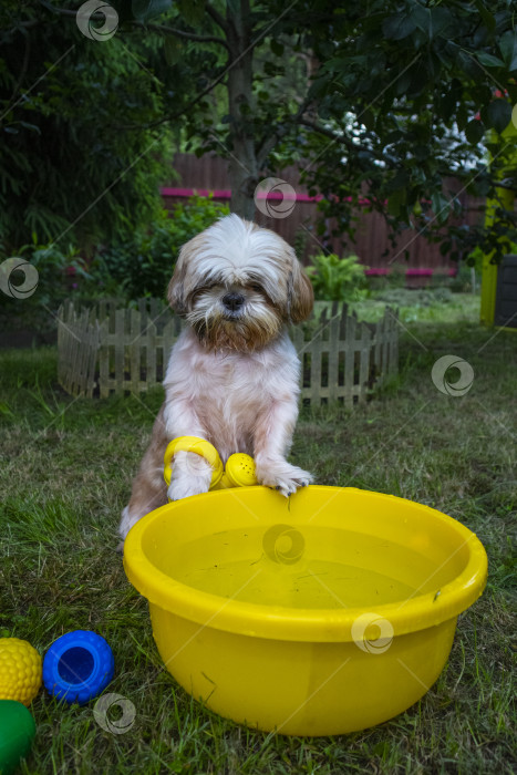 Скачать собака ши тцу с лейкой фотосток Ozero