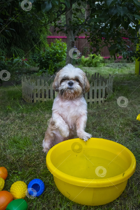 Скачать собака ши-тцу фотосток Ozero