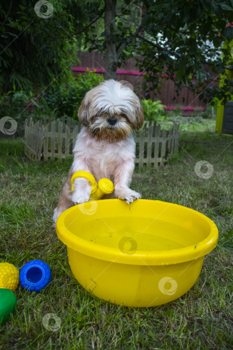 Скачать собака ши тцу фотосток Ozero