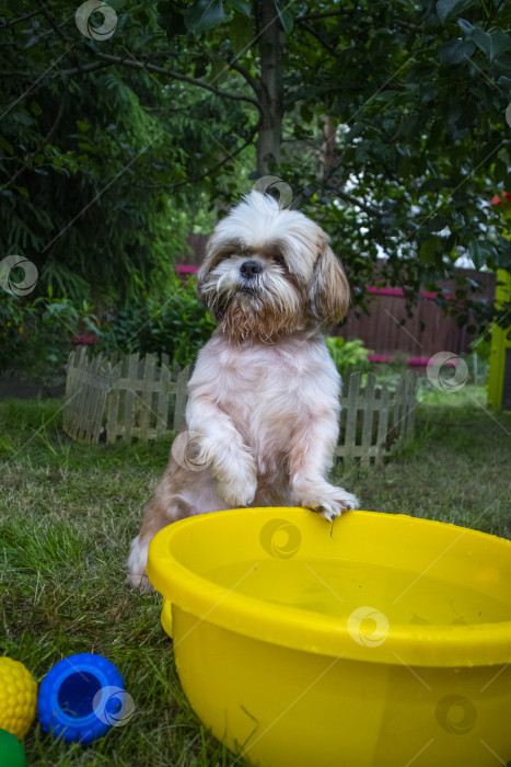 Скачать собака ши-тцу с тазом воды фотосток Ozero