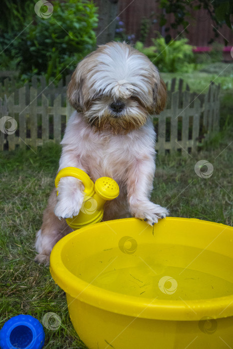 Скачать собака породы ши-тцу фотосток Ozero