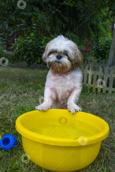 Скачать собака породы ши-тцу фотосток Ozero