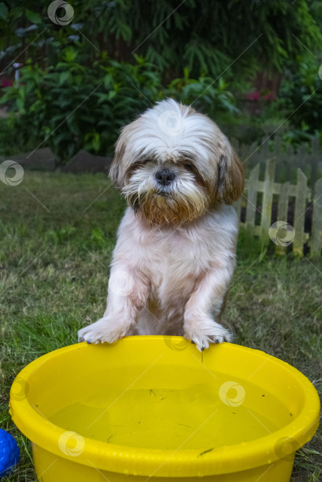 Скачать собака породы ши-тцу фотосток Ozero