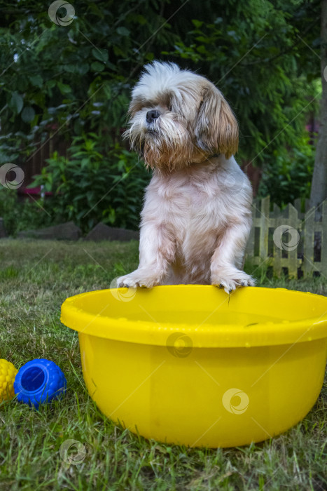 Скачать собака ши-тцу фотосток Ozero