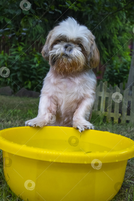 Скачать собака ши-тцу фотосток Ozero