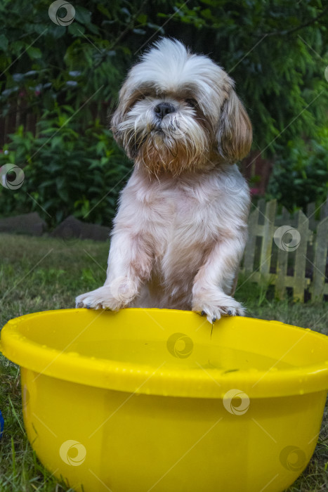 Скачать собака ши-тцу с тазиком воды фотосток Ozero
