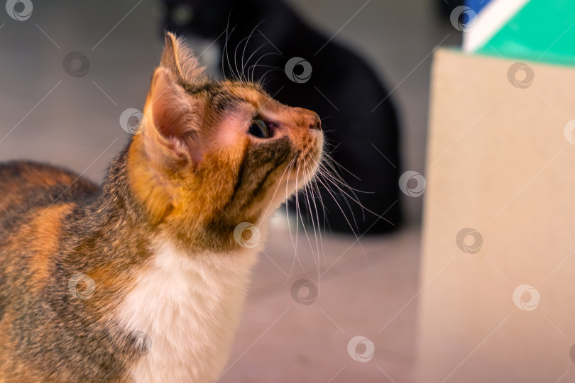 Скачать Ситцевый кот смотрит вверх, а за ним видна черная кошка фотосток Ozero