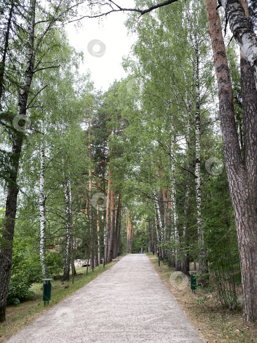 Скачать Тропинка через пышный зеленый лес с высокими деревьями и пятнистым солнечным светом - идеальный фон для съемки фотосток Ozero