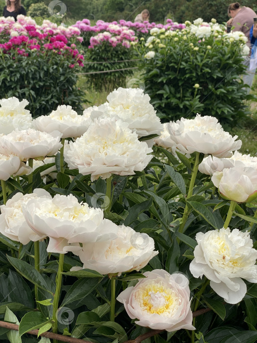 Скачать Белые пионы, цветущие в пышном саду, идеально подходят для оформления цветочных фонов фотосток Ozero