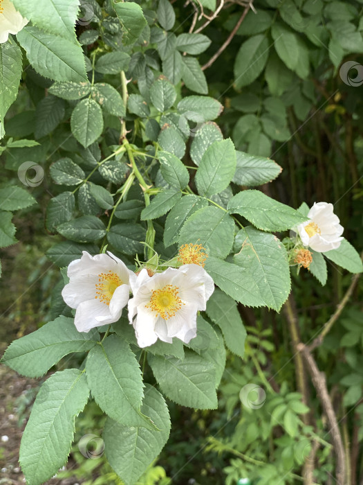 Скачать Дикие розы с зелеными листьями и стеблями в естественной обстановке на открытом воздухе фотосток Ozero
