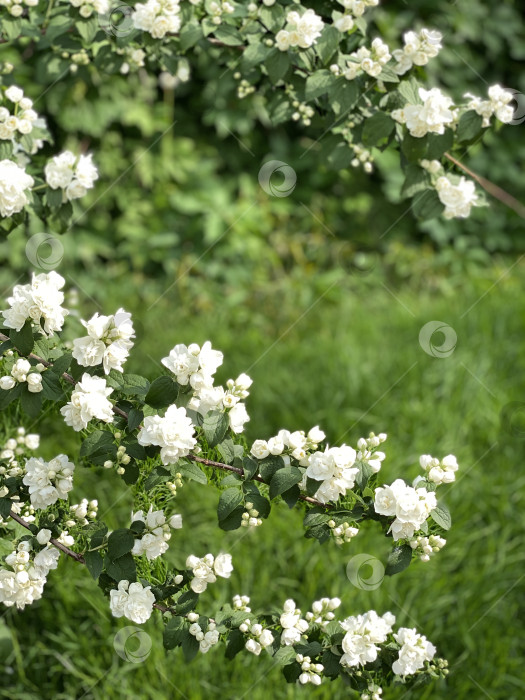Скачать Белые цветы жасмина среди пышных зеленых листьев создают свежий фон летнего сада фотосток Ozero