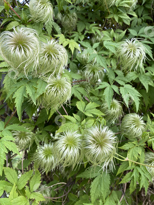 Скачать Головки семян клематиса на пышной зеленой лозе создают текстурированный и замысловатый природный фон фотосток Ozero