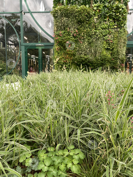 Скачать Вертикальный сад с пышной зеленью, высокими травами и зеленой аркой, идеально подходящий для фона на природе фотосток Ozero