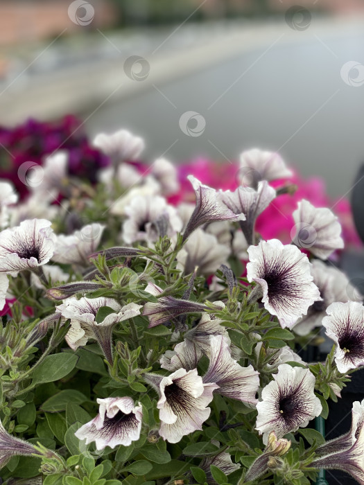 Скачать Петунии с фиолетовой сердцевиной в полном цвету на берегу реки фотосток Ozero