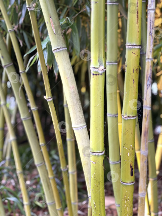 Скачать Стебли бамбука крупным планом в естественной обстановке на открытом воздухе, демонстрирующие текстуру и концепцию роста фотосток Ozero
