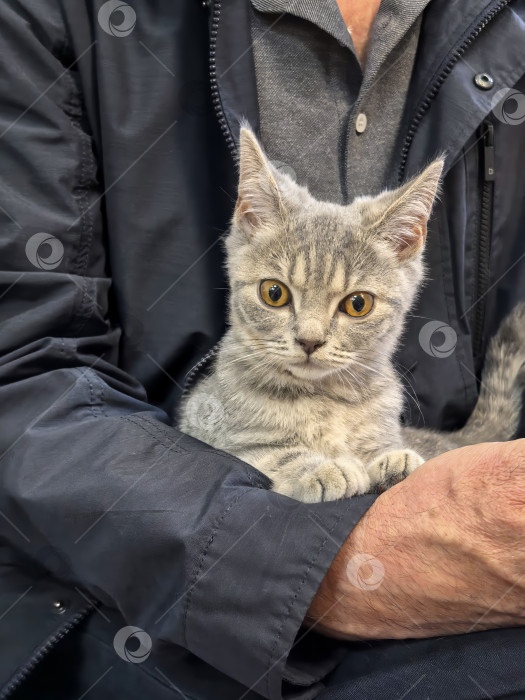 Скачать Серый котенок уютно устроился на руках у человека фотосток Ozero