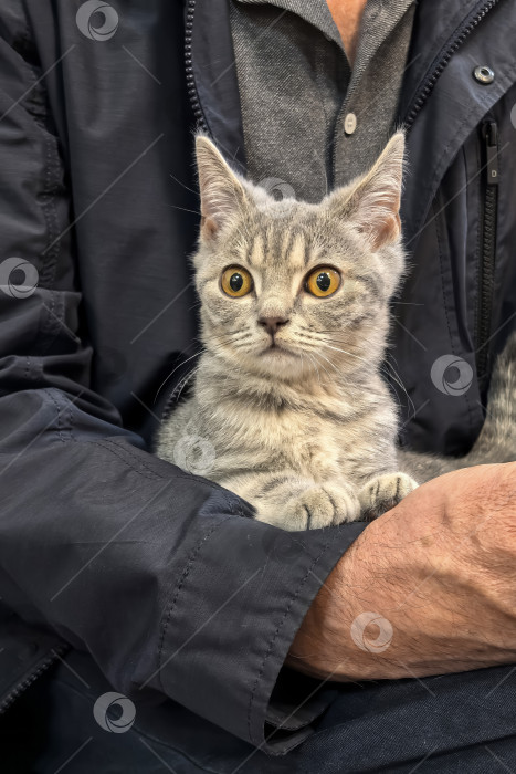Скачать Серый котенок уютно устроился на руках у человека фотосток Ozero