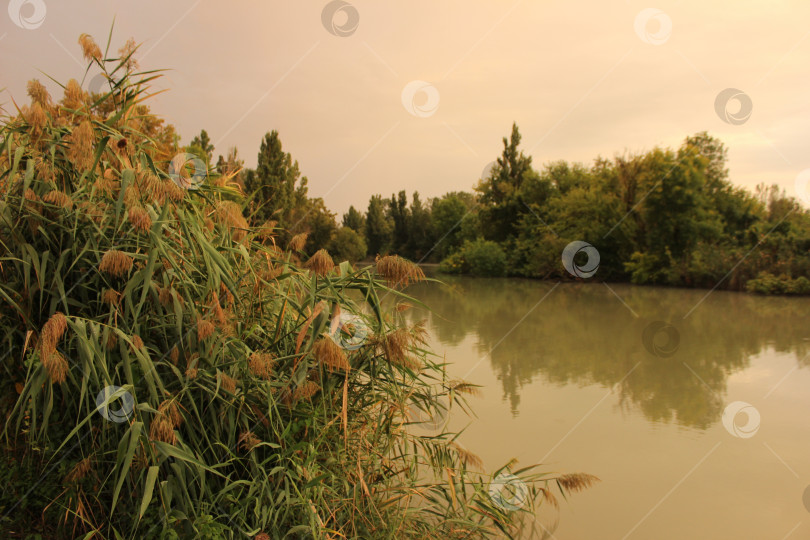 Скачать Озеро в лесу фотосток Ozero