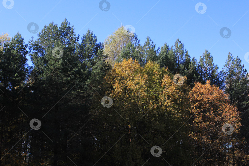 Скачать Лес фотосток Ozero
