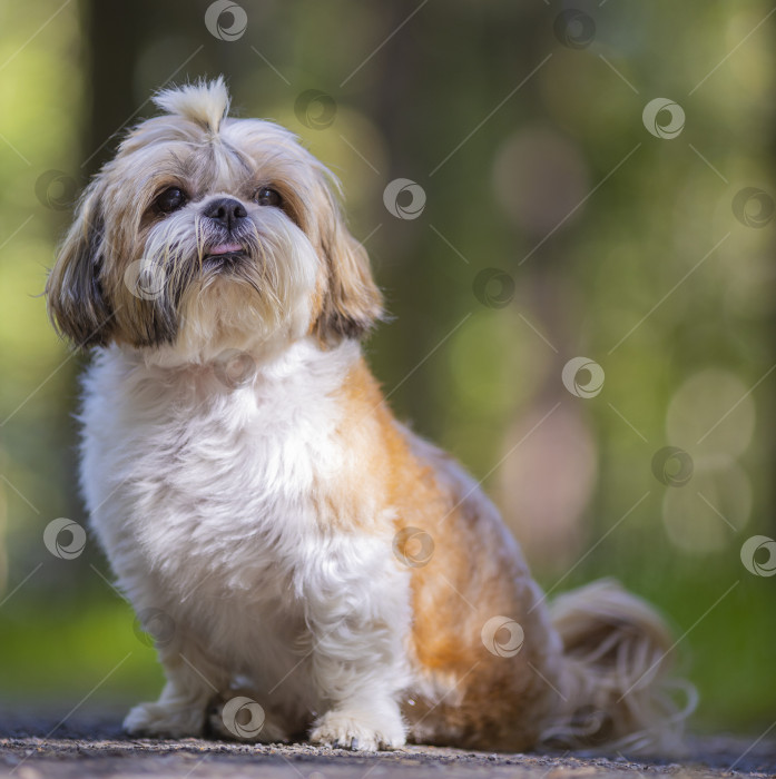 Скачать собака ши тцу гуляет фотосток Ozero