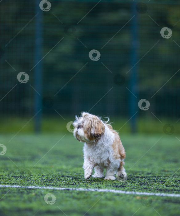 Скачать собака ши-тцу на футбольном поле фотосток Ozero