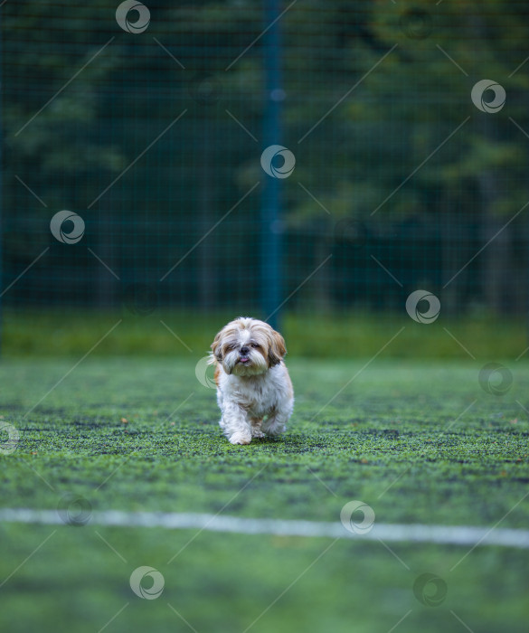 Скачать собака ши тцу фотосток Ozero