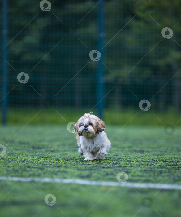 Скачать собака ши-тцу на футбольном поле фотосток Ozero