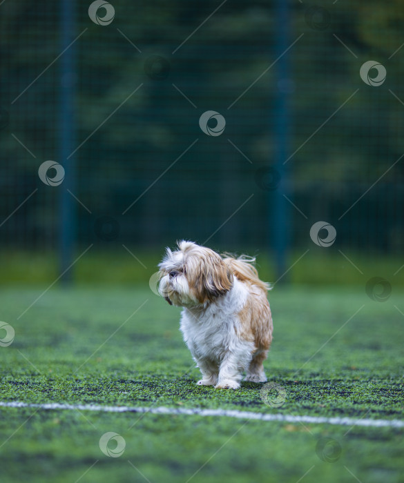 Скачать собака ши-тцу на футбольном поле. фотосток Ozero