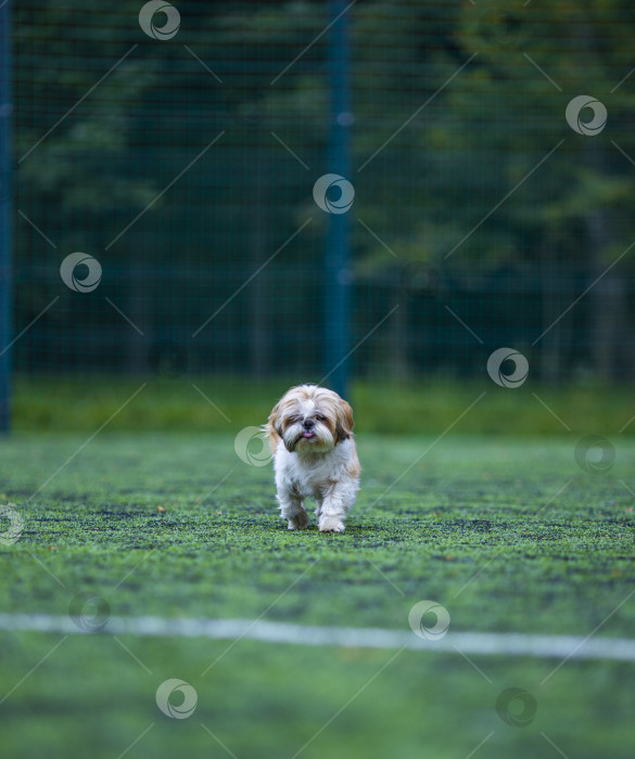 Скачать собака ши тцу на футбольном поле фотосток Ozero