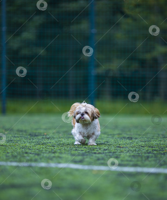 Скачать собака ши тцу на футбольном поле фотосток Ozero