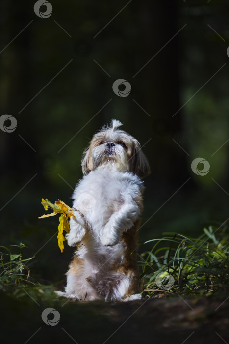 Скачать собака ши тцу стоит с веткой фотосток Ozero