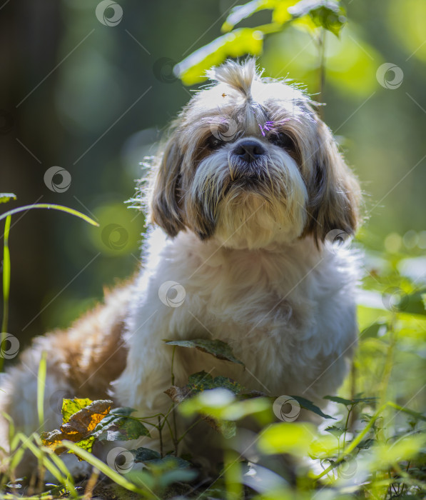Скачать собака ши тцу фотосток Ozero