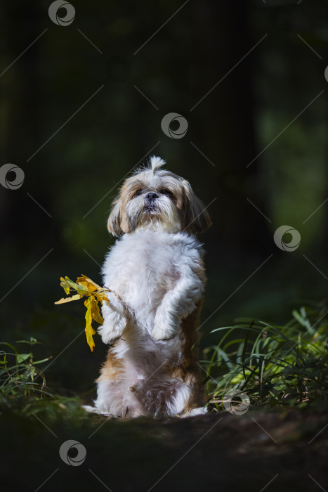 Скачать собака ши тцу стоит с веткой фотосток Ozero