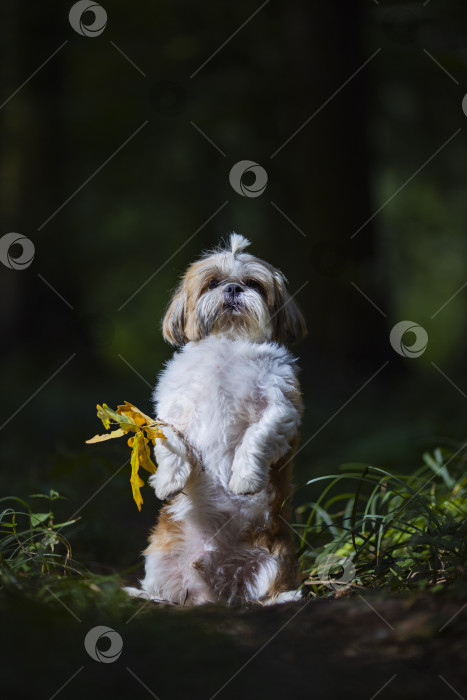 Скачать собака ши-тцу стоит с веткой фотосток Ozero