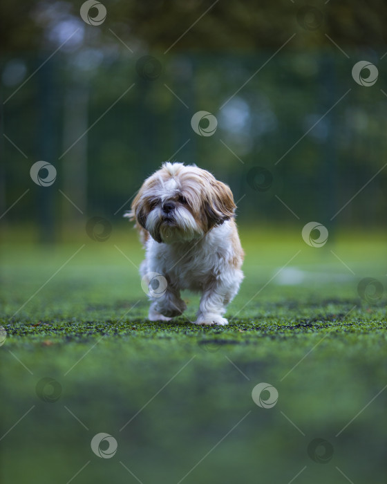 Скачать собака ши тцу на футбольном поле фотосток Ozero