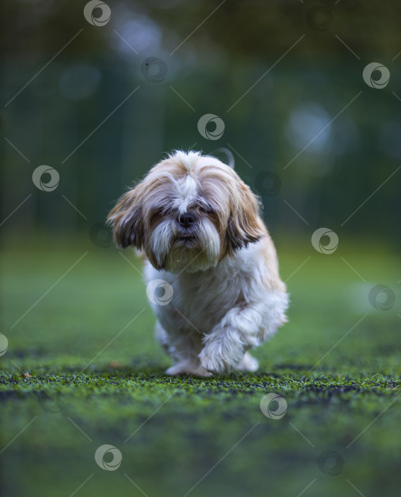 Скачать собака ши тцу на футбольном поле фотосток Ozero