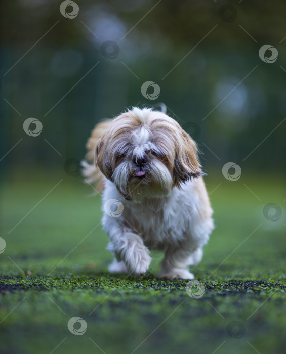 Скачать собака ши-тцу на футбольном поле фотосток Ozero