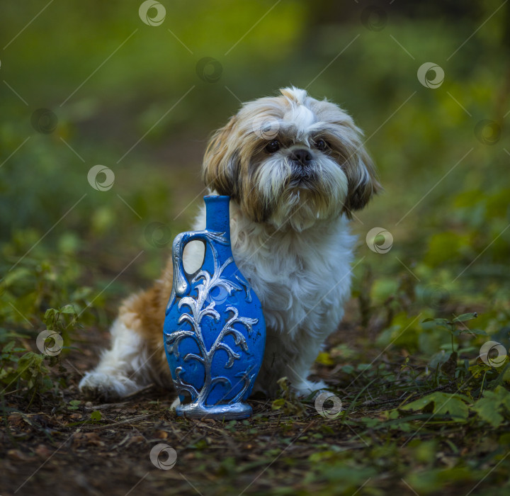 Скачать собака ши тцу с синей бутылкой фотосток Ozero