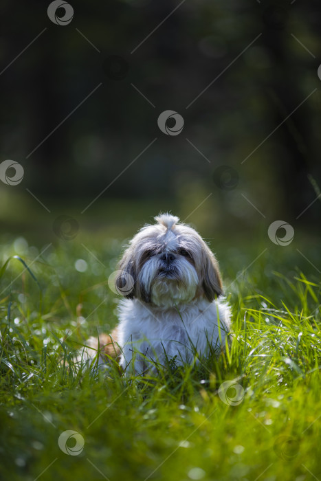 Скачать собака ши тцу фотосток Ozero