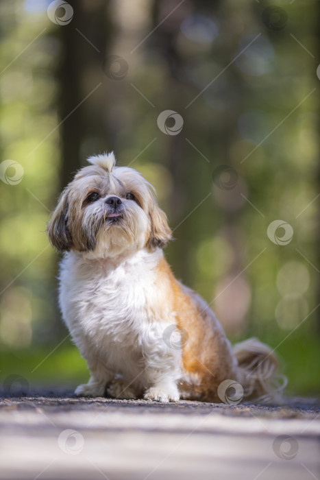 Скачать прогулки с собакой ши-тцу фотосток Ozero