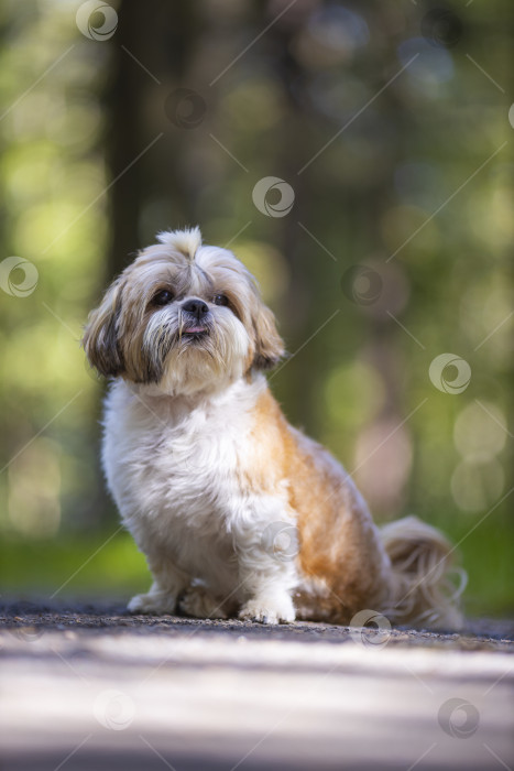 Скачать собака ши тцу гуляет фотосток Ozero