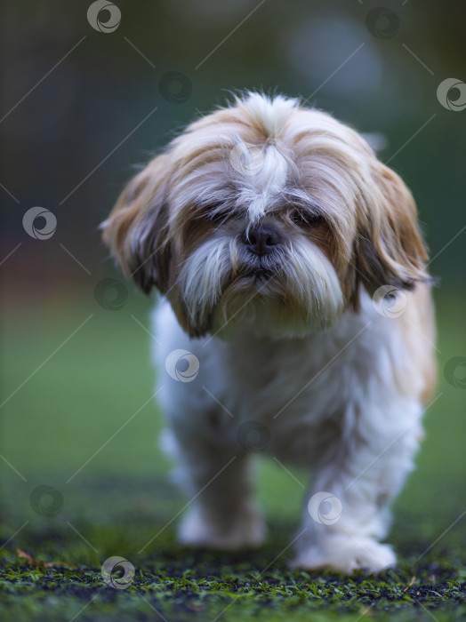 Скачать собака ши тцу фотосток Ozero