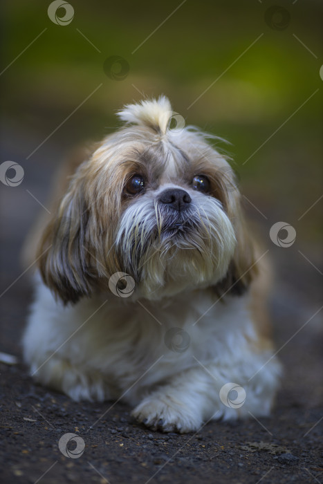 Скачать собака ши тцу гуляет фотосток Ozero